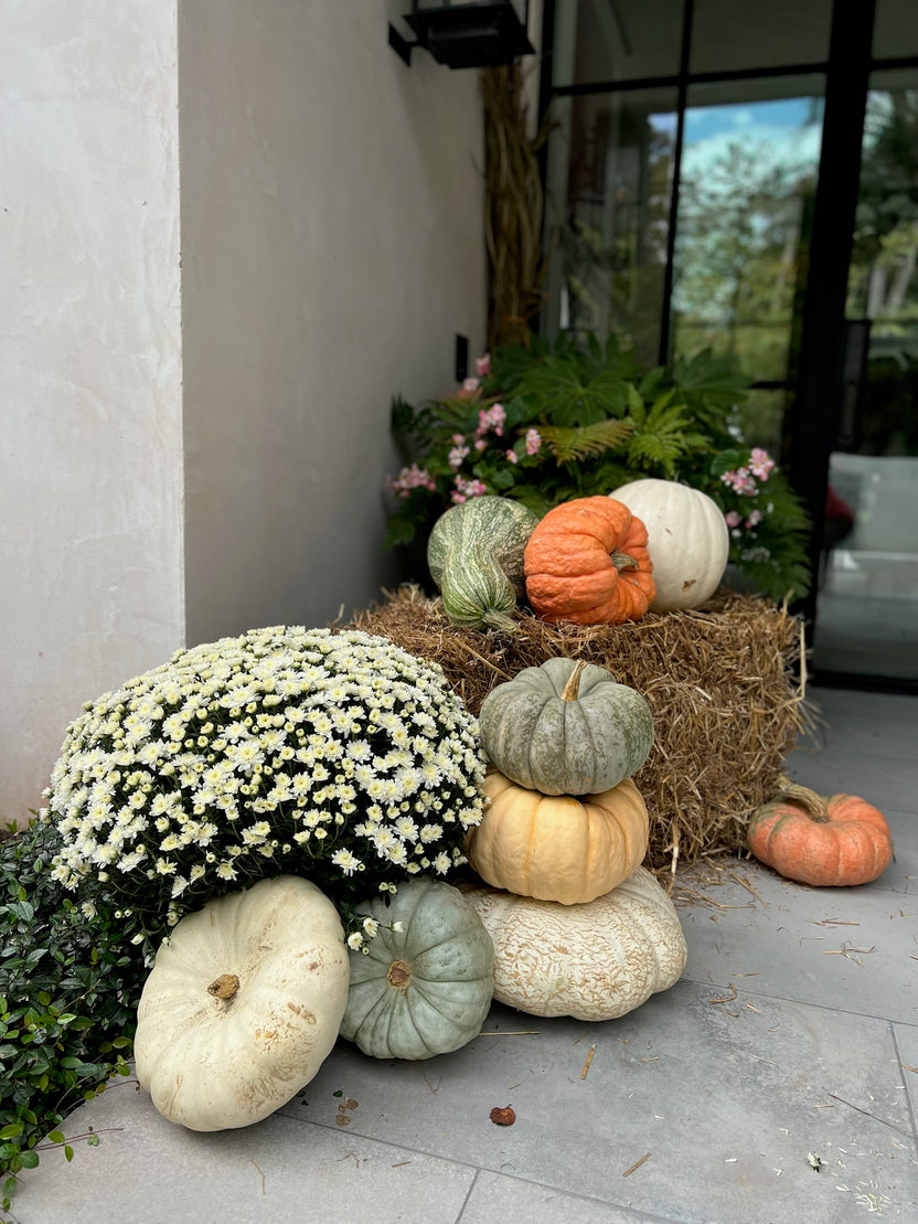 Seasonal & Events – Begonia