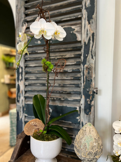 Orchids
