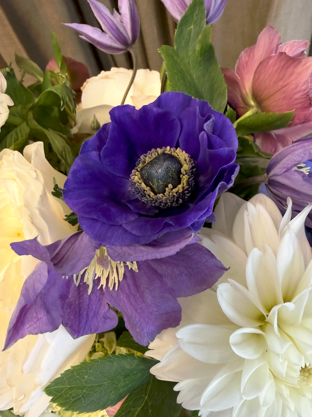 Lavender and Blue Dreams