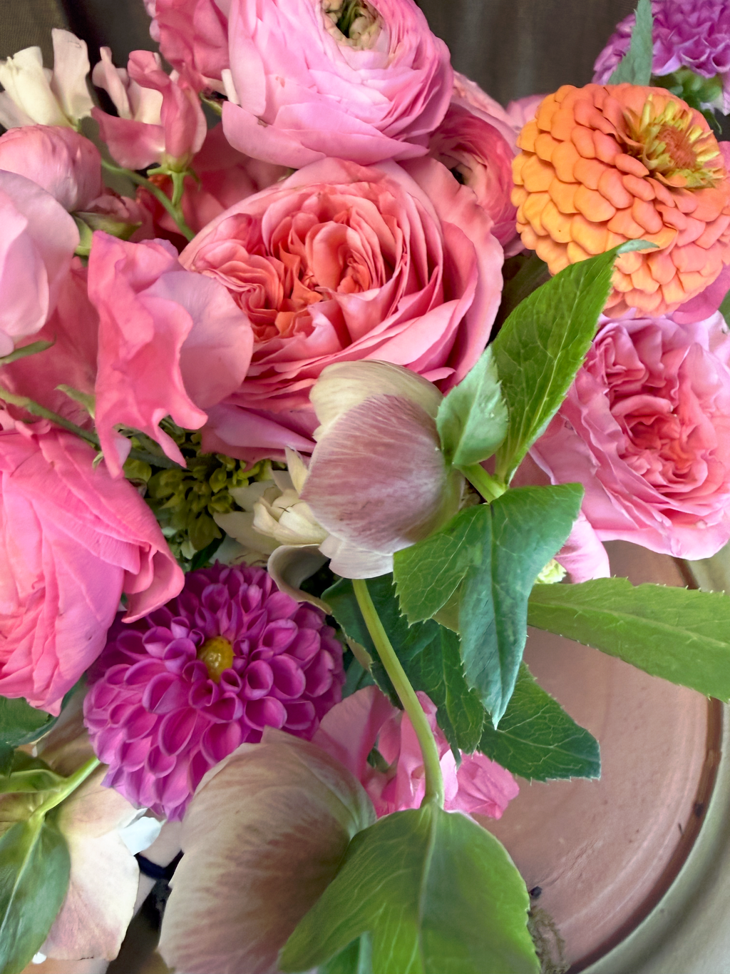 Pretty in Pink – Begonia