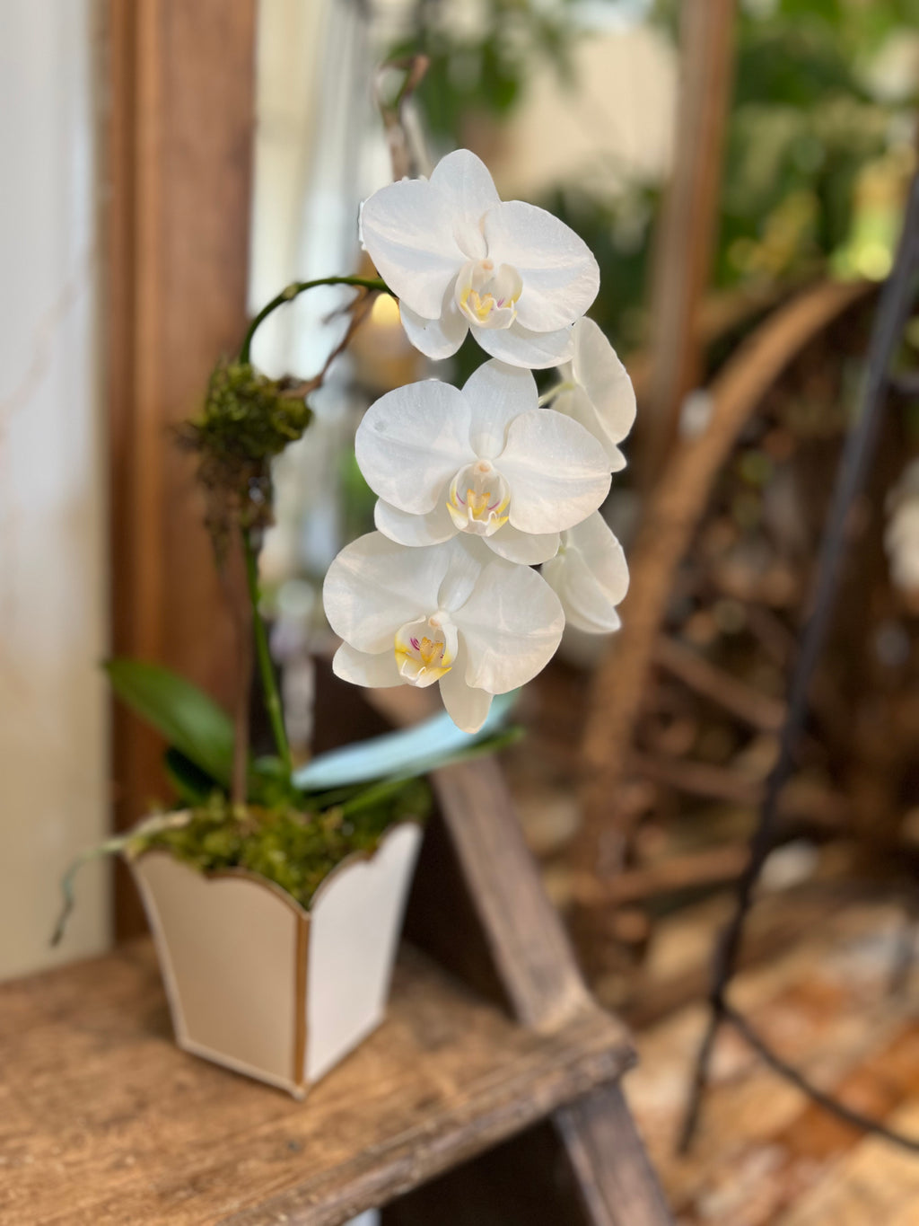 Orchids