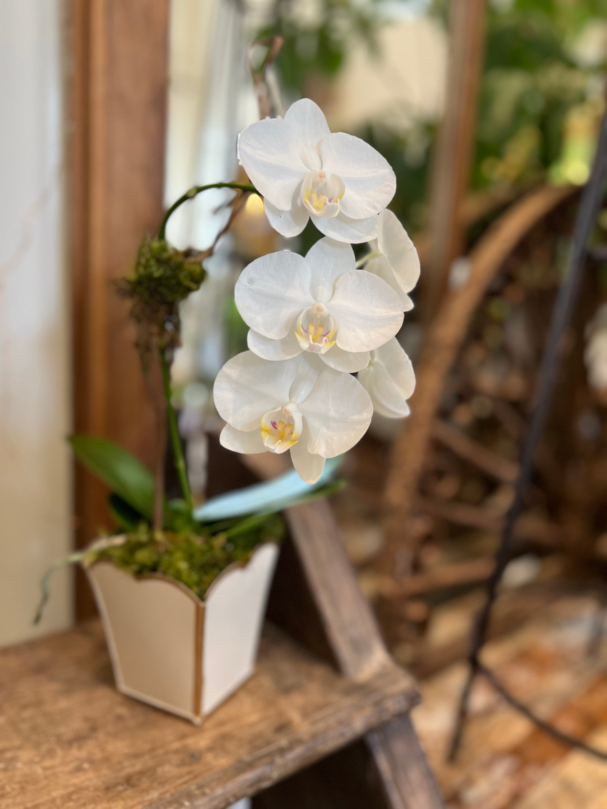 Orchids